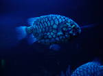 Marine hatchetfish swims